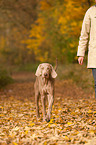 walking shorthaired Weimaraner