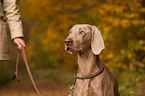 shorthaired Weimaraner portrait