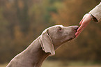 feeding a shorthaired Weimaraner