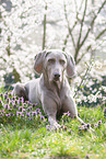 lying Weimaraner