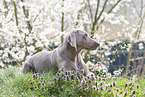 lying Weimaraner