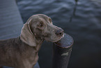 Weimaraner at the water