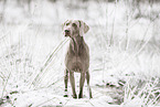 male Weimaraner