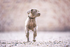 Weimaraner Puppy