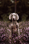 Weimaraner