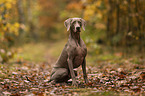 male Weimaraner