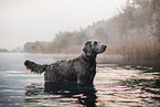 longhaired Weimaraner