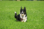 Welsh Corgi Cardigan