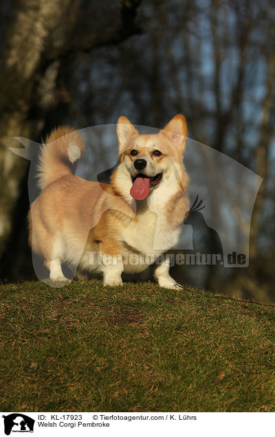 Welsh Corgi Pembroke / Welsh Corgi Pembroke / KL-17923