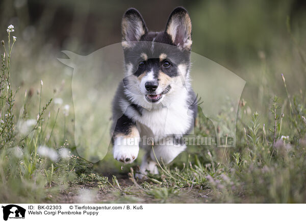 Welsh Corgi Pembroke Welpe / Welsh Corgi Pembroke Puppy / BK-02303