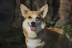 Welsh Corgi Pembroke Portrait