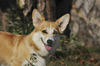 Welsh Corgi Pembroke Portrait