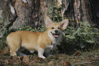 Welsh Corgi Pembroke