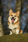 sitting Welsh Corgi Pembroke