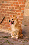 sitting Welsh Corgi Pembroke