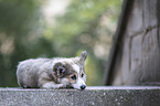 Welsh Corgi Pembroke puppy