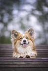 Welsh Corgi Pembroke