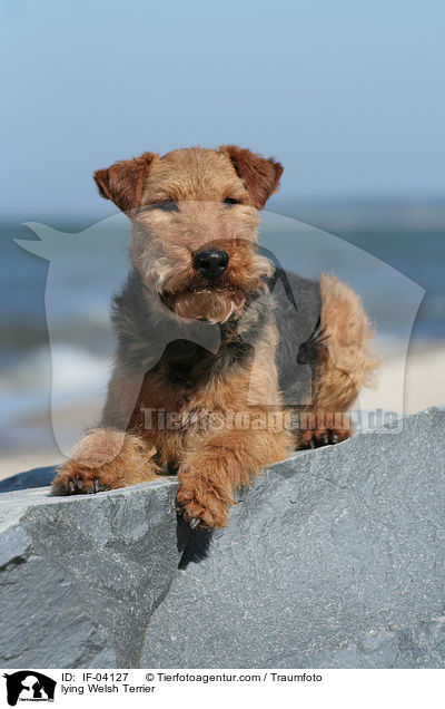 lying Welsh Terrier / IF-04127