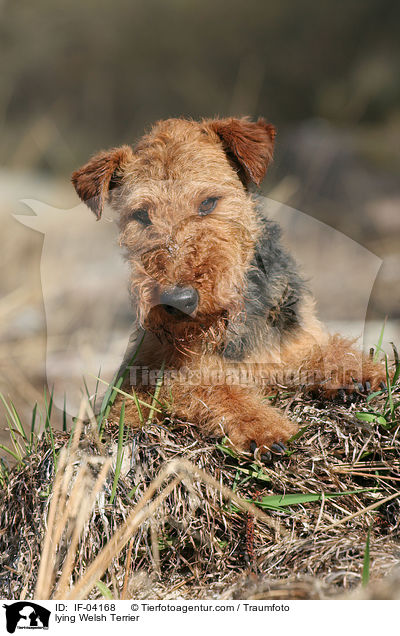 lying Welsh Terrier / IF-04168
