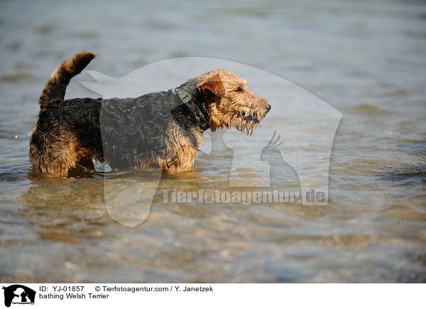 bathing Welsh Terrier / YJ-01857