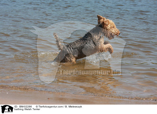 bathing Welsh Terrier / BM-02286