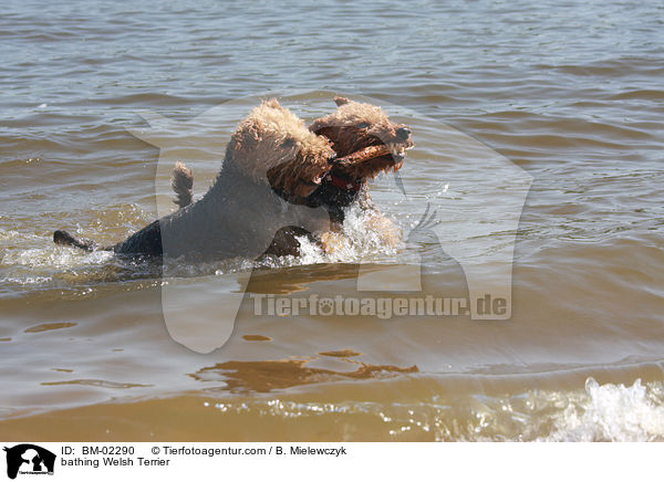 bathing Welsh Terrier / BM-02290