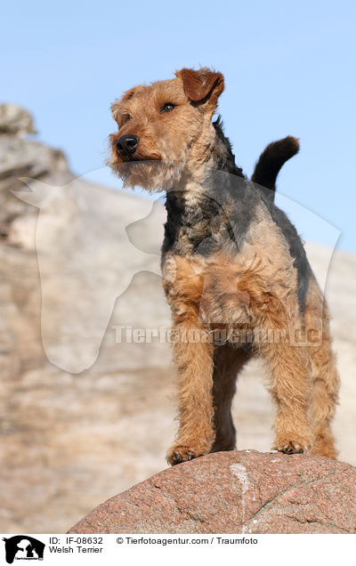Welsh Terrier / IF-08632