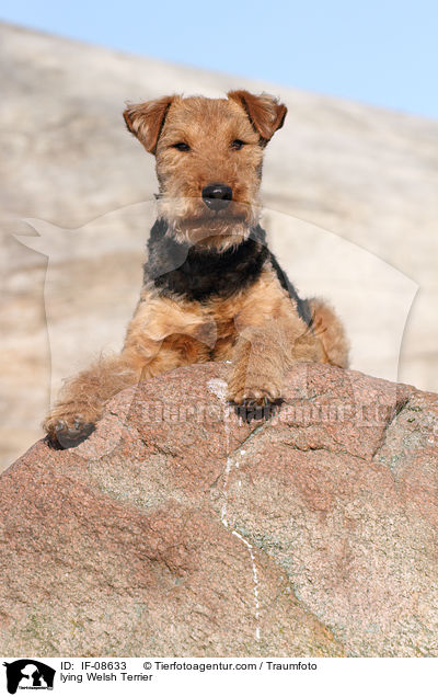 lying Welsh Terrier / IF-08633