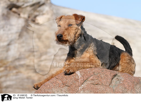 lying Welsh Terrier / IF-08635