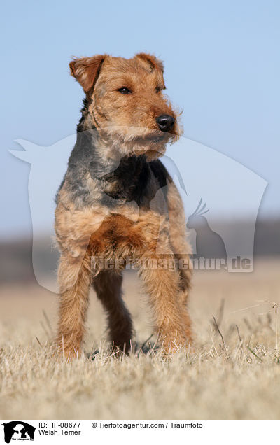 Welsh Terrier / IF-08677