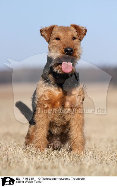 sitting Welsh Terrier / IF-08685