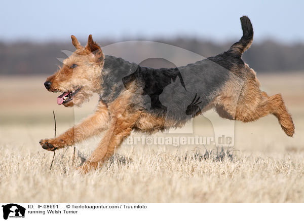 running Welsh Terrier / IF-08691