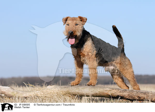 Welsh Terrier / IF-08695