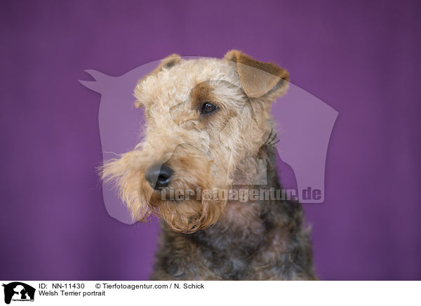 Welsh Terrier portrait / NN-11430