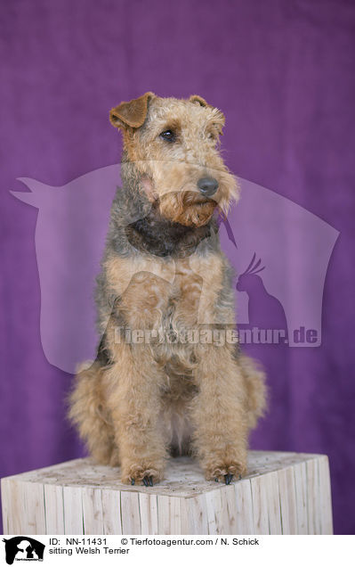 sitting Welsh Terrier / NN-11431