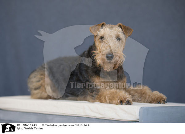 lying Welsh Terrier / NN-11442