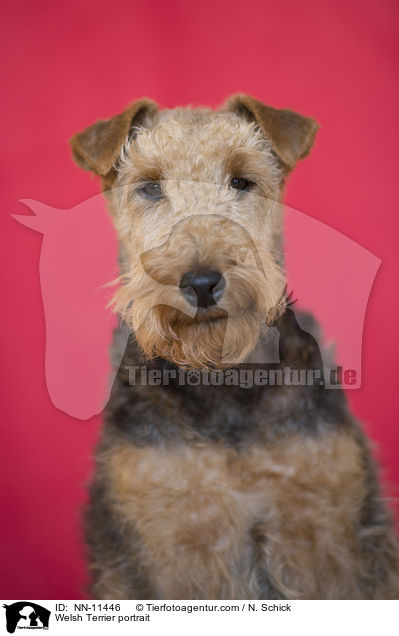 Welsh Terrier portrait / NN-11446