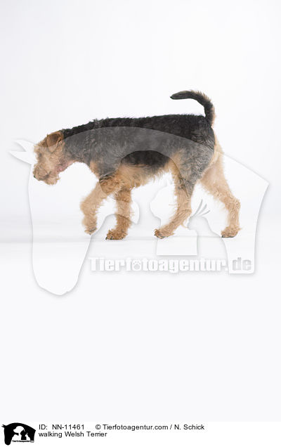 walking Welsh Terrier / NN-11461