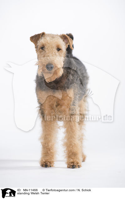 standing Welsh Terrier / NN-11466