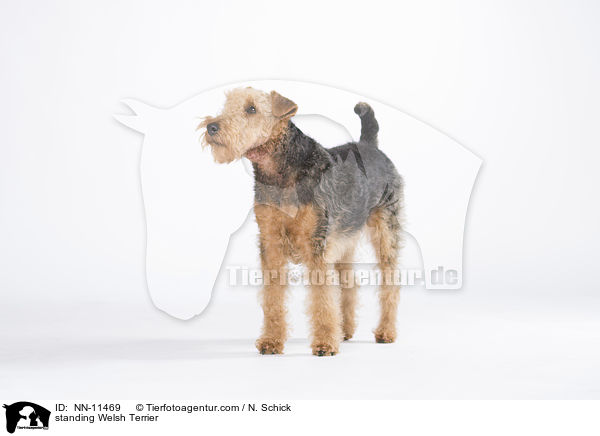 standing Welsh Terrier / NN-11469