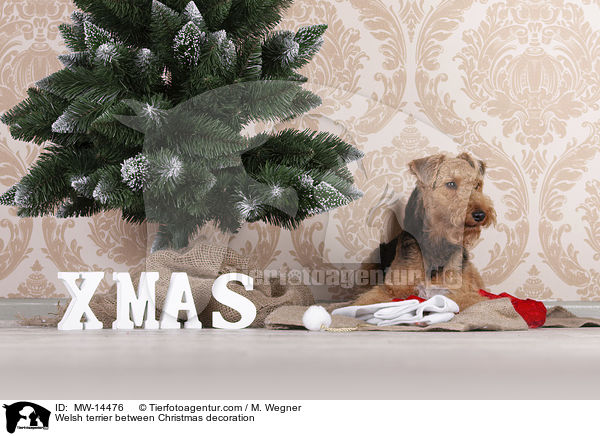 Welsh terrier between Christmas decoration / MW-14476