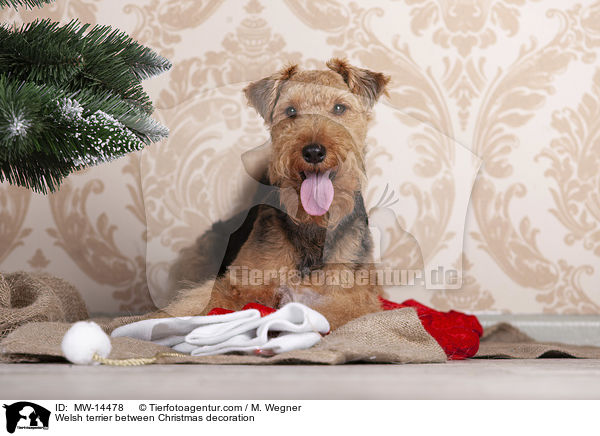 Welsh terrier between Christmas decoration / MW-14478