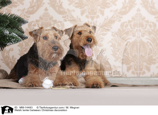 Welsh terrier between Christmas decoration / MW-14483