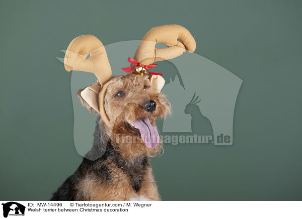 Welsh terrier between Christmas decoration / MW-14496