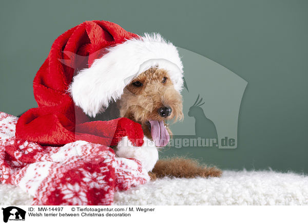 Welsh terrier between Christmas decoration / MW-14497