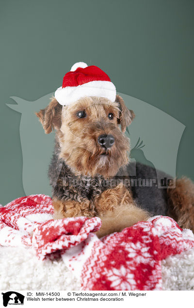 Welsh terrier between Christmas decoration / MW-14500