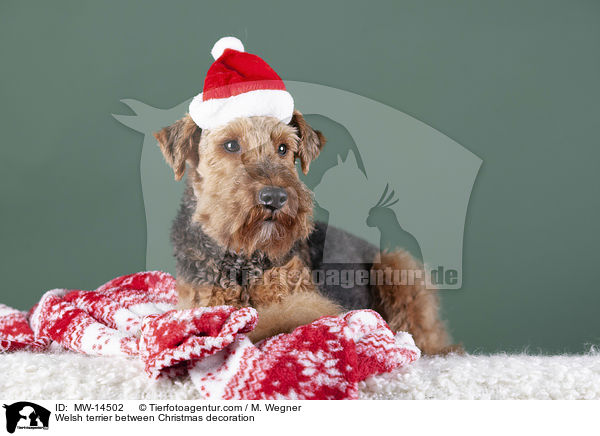 Welsh terrier between Christmas decoration / MW-14502
