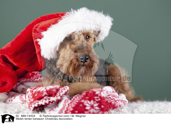 Welsh terrier between Christmas decoration / MW-14504