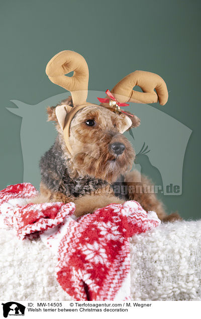Welsh terrier between Christmas decoration / MW-14505