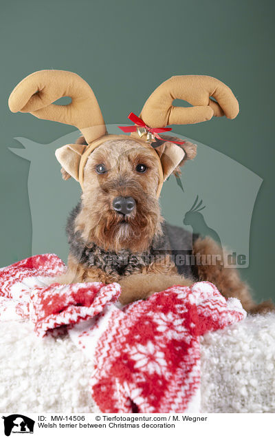 Welsh terrier between Christmas decoration / MW-14506